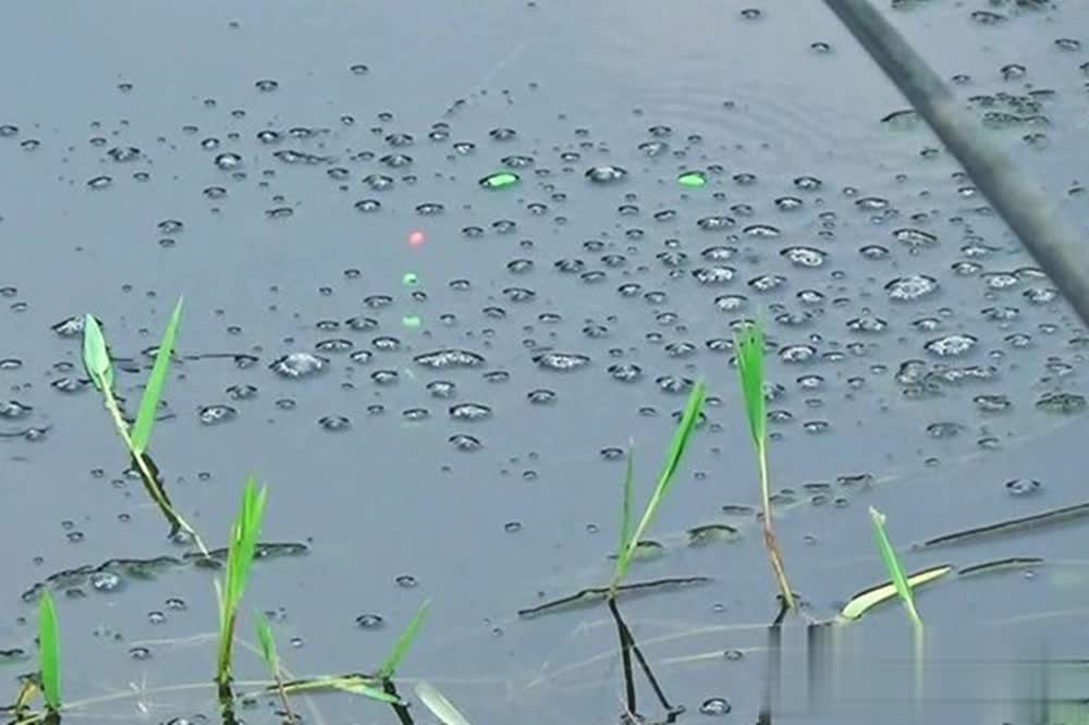 于钓鲫鱼, 就是简单实, 但是一定要 于钓鲫鱼, 就是简单实, 但是一定要